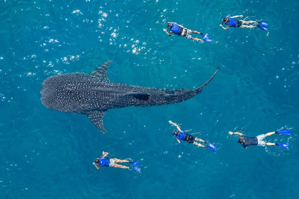 Whale Shark Swimming and Sea Lion Snorkel - All Inclusive