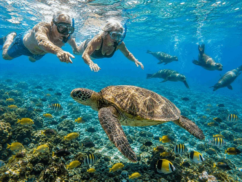 Whale Shark Swimming and Sea Lion Snorkel - All Inclusive
