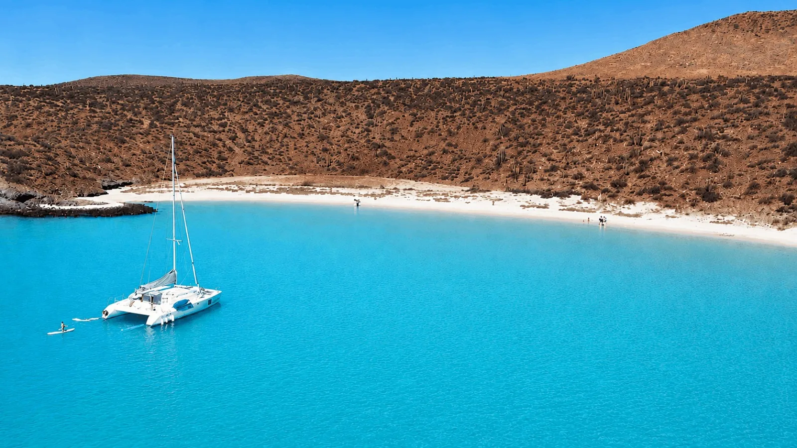 Whale Shark Swimming and Sea Lion Snorkel - All Inclusive