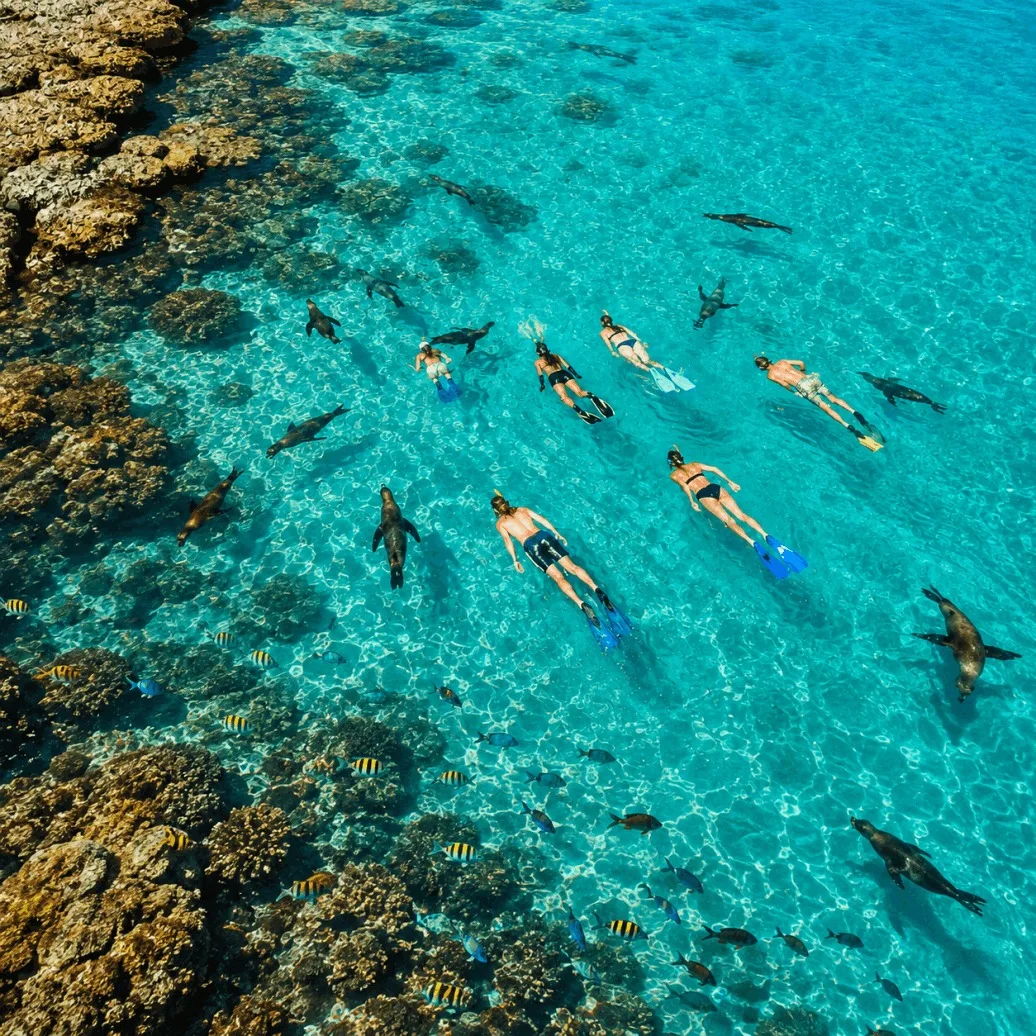 Whale Shark Swimming and Sea Lion Snorkel - All Inclusive