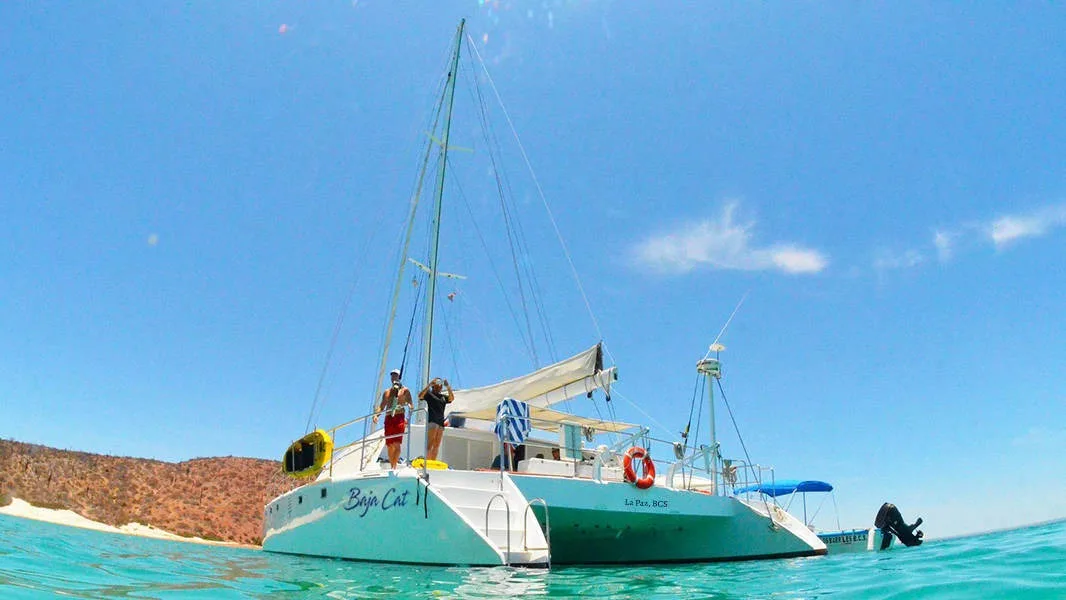 Whale Shark Swimming and Sea Lion Snorkel - All Inclusive