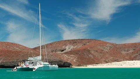 Whale Shark Swimming and Sea Lion Snorkel - All Inclusive