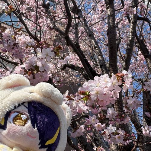 ついに！ほっかいどーにも さくらが さいたでござるよ！
ごしゅくんと みれて うれしいでござる♪