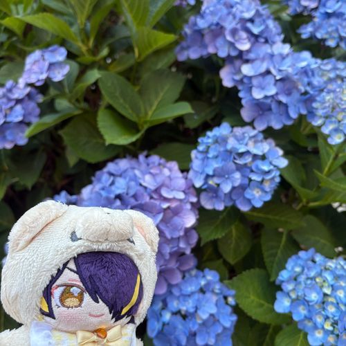 ごしゅくんと おさんぽ してたら あじさいが さいてたでござる！
ざんねんながら カエルちゃんは いなかったでござるよ...