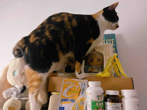 猫ちゃんの攻撃( ；´Д`)