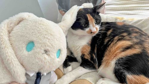 仕事ばっかで、たまに猫ちゃんなでて癒されてるんだ