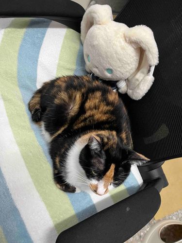 あけましておめでとう！今年も猫と一緒に元気に暮らしていきたい！
