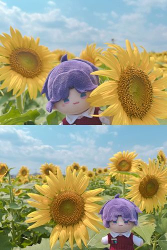 今日はとてもあつかったけど、ボディーガードさんが満開のひまわり畑に連れて行ってくれたよ🌻
彼女が毎年見に行っている場所なんだって☺️