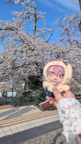 春に撮った桜と虎於🐯
めちゃくちゃピントズレてる😭