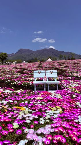 GWだけどかいぬしーりんは体調崩してほとんど動けないから1年前の花畑を懐かしんでるGWだよ🌸🌷🏵️🪻