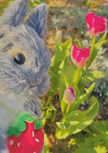 💝ハッピーバレンタイン💝


チューリップ🌷🌷🌷が
さいていたよ ~

春が近づいてきてるんだね♪