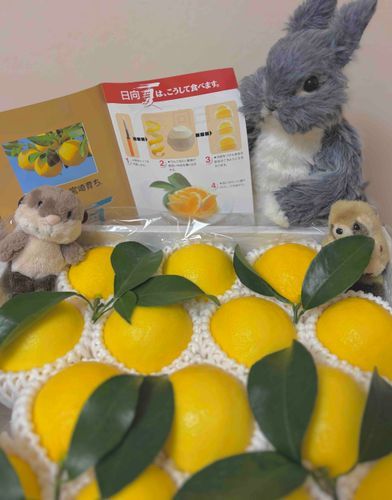 🍊🍋🍊🍋日向夏みかん


九州に住んでるおばあちゃんから
届いたよ♪

果肉はレモン🍋みたいにすっぱいのに、白いふわふわのところと一緒に食べると 甘くなる不思議な おみかん🍊だよ ~😋

