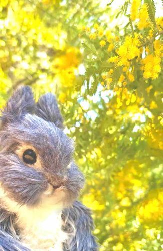 💛💚💛💚ミモザ



春を告げるミモザが咲いてたよ♪
花言葉は
「感謝、友情、思いやり、幸福」
なんだって❣️
そんな言葉にぴったりのお花だよね 〜😊
みんなにもハッピーが届きますように〜🫶🏻✨