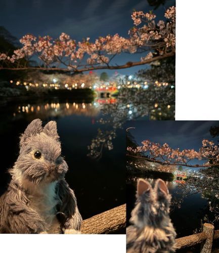 🌸🌸🌸


夜桜を見てきたよ~♪
お池にうつって
夢の中みたいだったよ✨
風が吹くと桜吹雪〜〜〜

すべりこみで お花見できたよ😊
桜さんまた来年だね~🌸