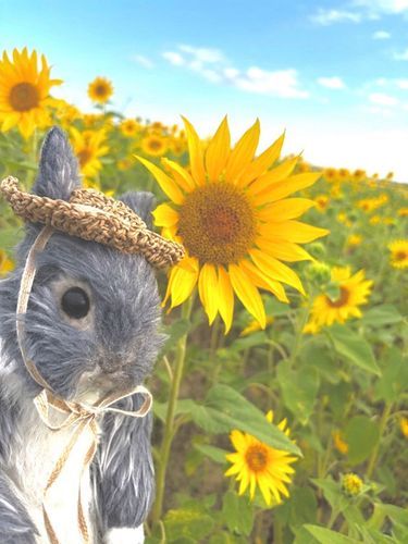 🌻🌻🌻


ひまわり畑に行ってきたよ♪
お日様に向かって
みんなとっても
元気に咲いてたよ~

麦わら帽子で気分はゴッホさん🤭