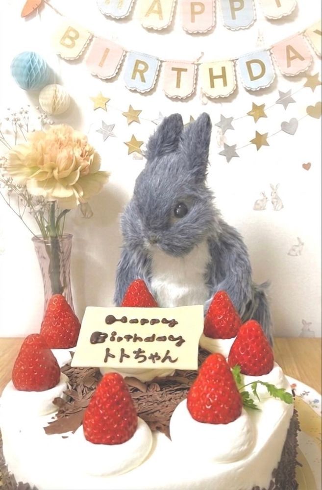 🎂僕のお誕生日
今日は僕のお誕生日🎂
朝は雨だったのに
だんだん晴れておひさまに会えて
うれしい日になったよ~🎶
だいすきなケーキ屋さんの
チョコレートケーキを食べるんだぁ💓