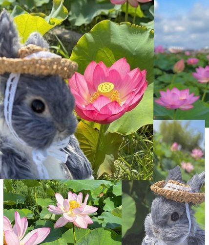 🪷蓮池まつり



蓮のおまつりにいってきたよ〜♫

早起きして行ったけど
朝から暑かった~🌞

もうセミさんも ないていて
すっかり梅雨明けだ~
夏がやってきたね~❣️