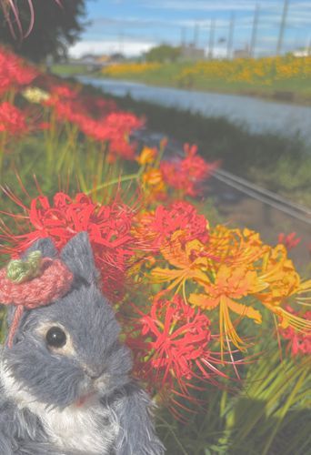 お彼岸🍂


きれいな彼岸花を見つけたよ♪
珍しい黄色の彼岸花も発見❣️

おさんぽのあとは
おはぎをいただきまーす🍵