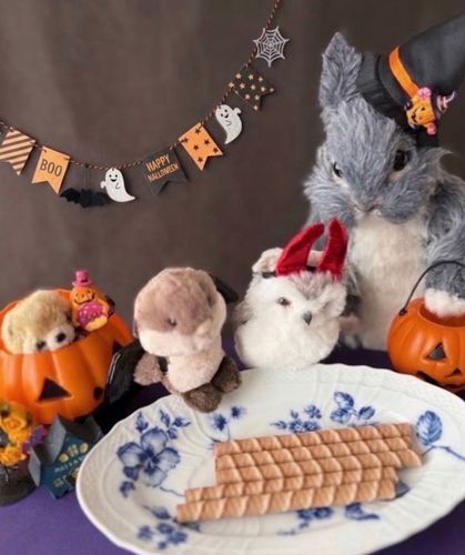 🎃ハッピーハロウィ〜ン🎃



僕たちもお菓子食べるよ～♪♪
ピコラ出したらびっくり❣️
5本中3本も🌀反対巻き入ってた~
アンビリーバボー✨
いいことありそう🤗🎶