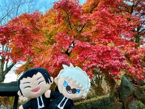 🏖️「真っ赤なもみじ〜🍁✨」
とってもキレイ！寒くなってきたね〜
