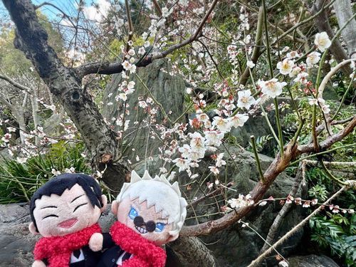 🏖️「梅だよ〜✨」
小さいお花がかわいいね！