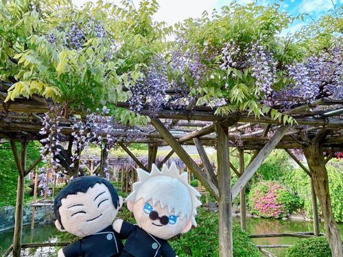 🏖️「藤の花だよ✨とっても良い香り〜」
キレイだね！