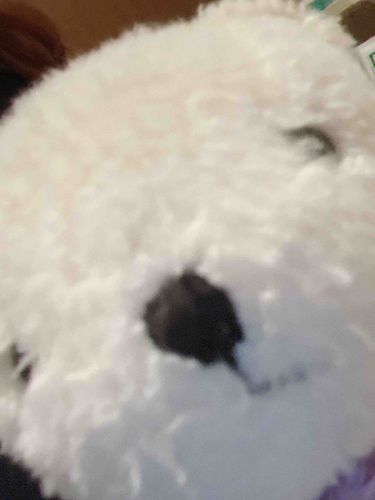 ママ〜、くまこちゃんむかえにいかないの〜？

しろくまさんはあいたいみたい🧸
新しいくまこちゃんにきてもらおうか迷ってます💦これからクリスマス近づいてくるから、またプレゼントのそばに待機してもらおうかな､､､､､､？（大家族になりそうだね笑）