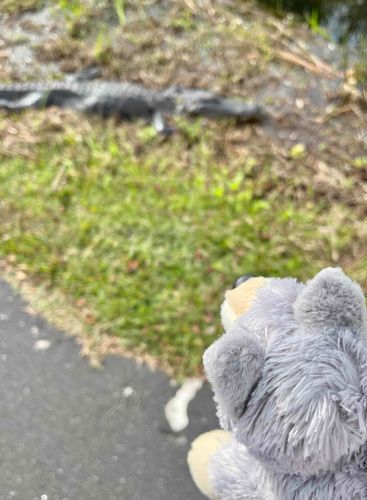たびの思い出
ワニとエンカウント
ぼくはオオカミだから、多分勝つ
