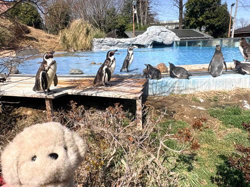 ぺんぎんに会えた