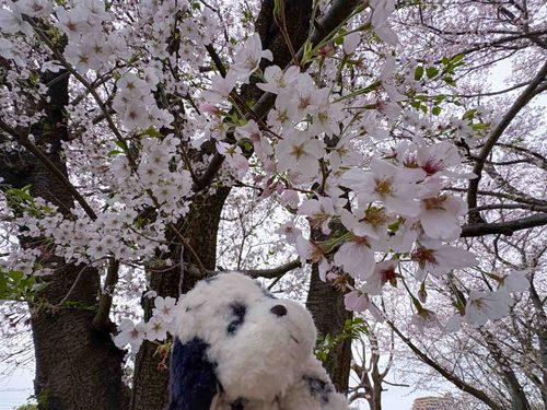 いっぱい❗️🌸