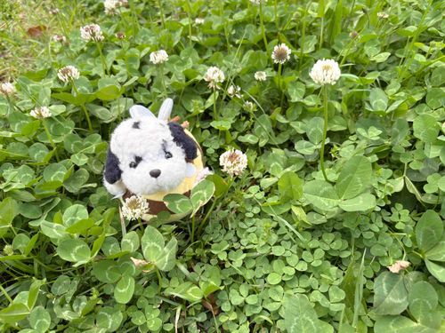ぶーん…🍀