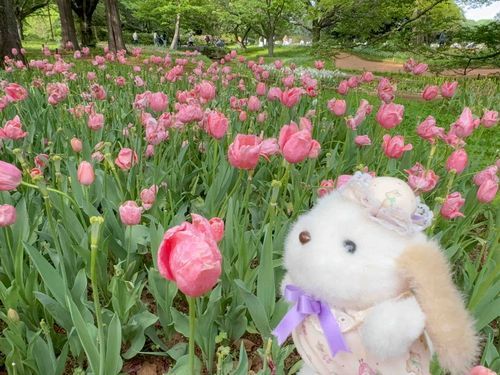 すきなお花です〜🌷