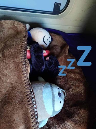 あるじのトラックの寝台で仲良くお昼寝しました💤