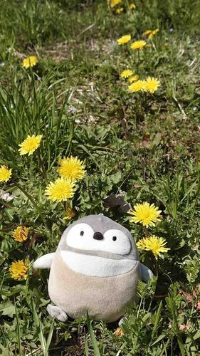 春が来たね🌼