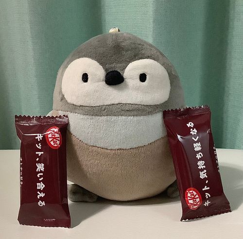 あるじからkit katをもらったよ😁