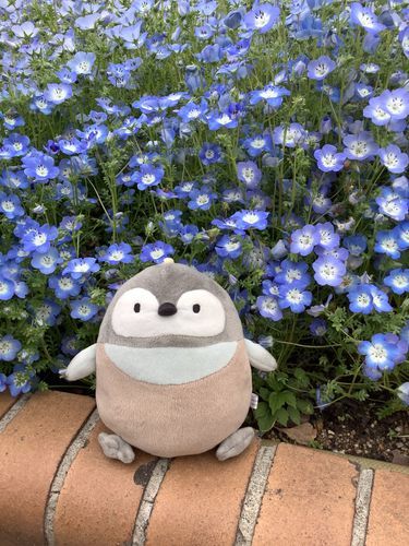 戸田川緑地に行って来たよ🐧
ネモフィラの花が綺麗に咲いていたよ😁