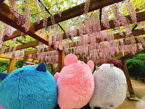 💙天のカラーの藤の花だよ！
🩶この色もあるんだな！
🩷ふふ、これで藤の花も逢坂壮五だけのものじゃなくなったね✨
💙藤の花は壮五くんと天か…キレイな2人だね！