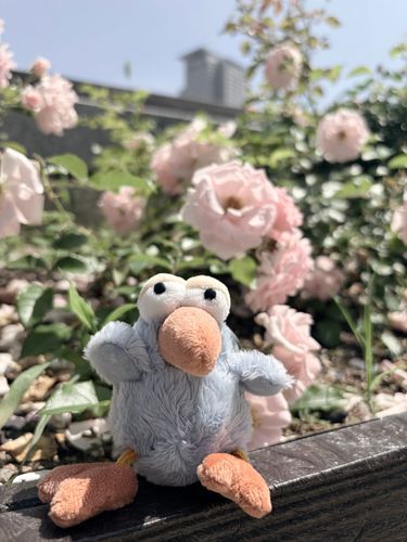 お花が綺麗だったよ