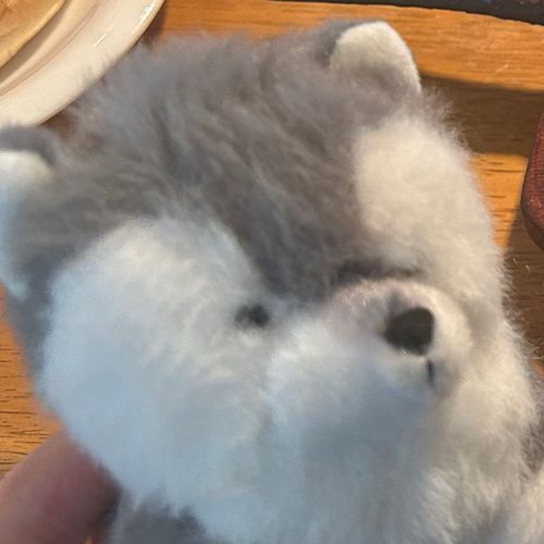 ハスキーのわんちゃんだよ
よろしくね