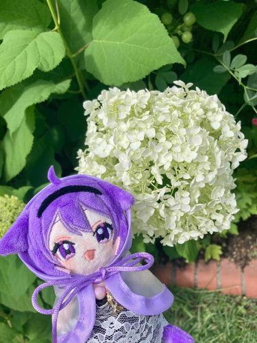 あじさい　すき