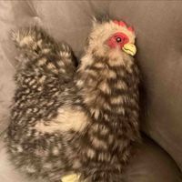 ポップ