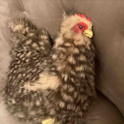 コッケコッコー🐓(メスなので本当は鳴きませんww)リアルなニワトリのぬいぐるみの「ポップ」だよー　よろしくコッコー