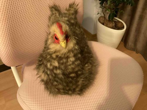 リアルなニワトリのぬいぐるみです。「ポップ」と言います