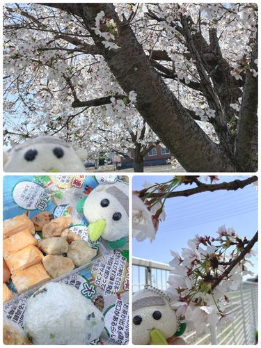 お弁当持ってお花見🌸