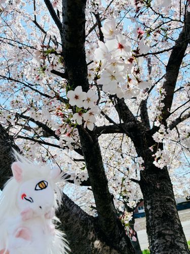 神獣様と🌸