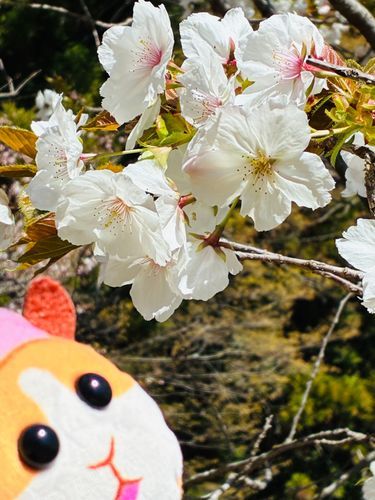 お花見🌸