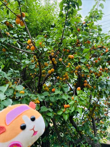 杏が大量になって困惑💦