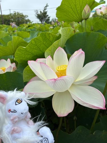 神獣様と✨🪷