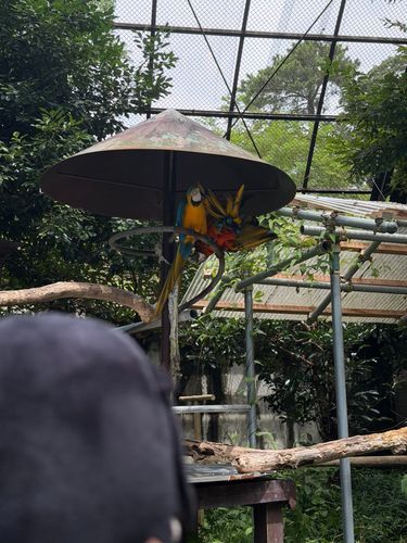 カラフルな鳥がいますね
しなこモチベかな
