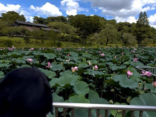 ハスが綺麗に咲いていますね
大きくて立派だ